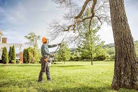 Best Emergency Tree Removal  in Loma, CO