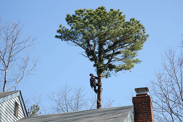 Best Storm Damage Tree Cleanup  in Loma, CO